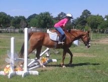 Maggie learning the jump course on Splash