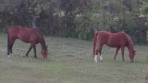 Horses are turned out in pairs